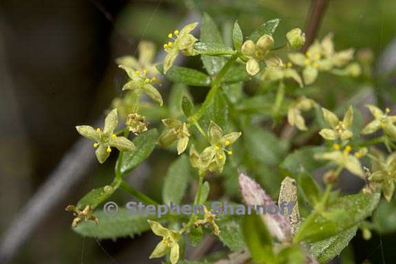 galium porrigens var tenue 2 graphic